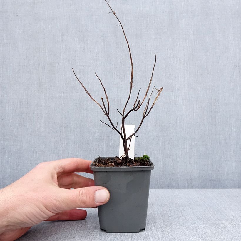 Spécimen de Isodon effusus - Rabdosia effusa Godet de 8/9 cm tel que livré en hiver