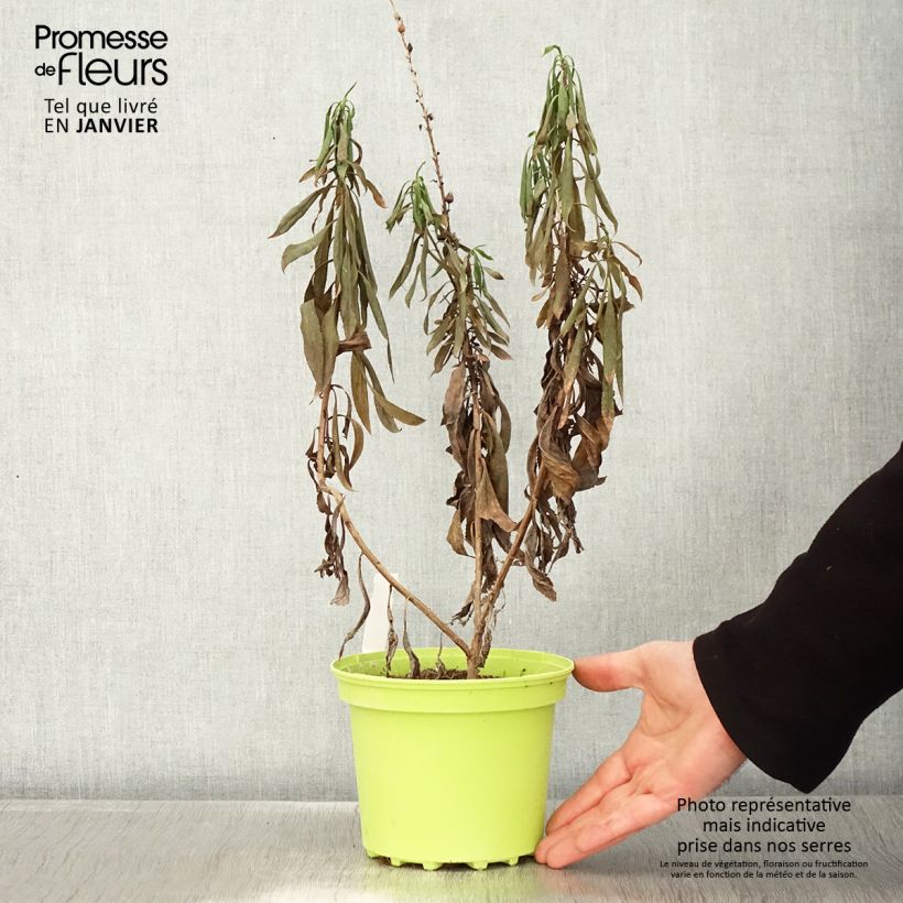 Spécimen de Isoplexis hybride Bella - Digitale des Canaries Pot de 2L/3L tel que livré en hiver