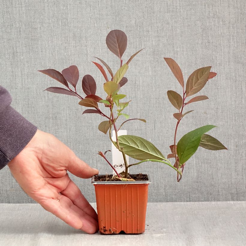 Spécimen de Itea virginica Henry's Garnet - Itea de Virginie Godet de 8/9 cm tel que livré en automne