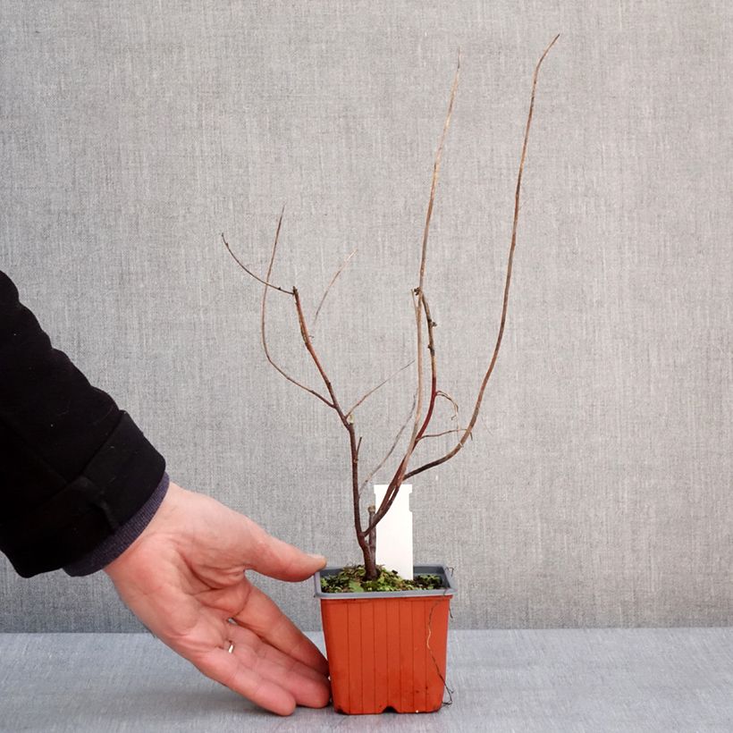 Spécimen de Itea virginica Henry's Garnet - Itea de Virginie Godet de 8/9 cm tel que livré en hiver