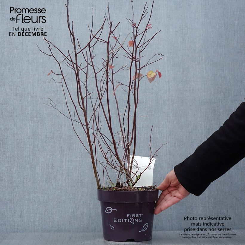 Spécimen de Itea virginica Love Child - Itéa de Virginie Pot de 2L/3L tel que livré en automne