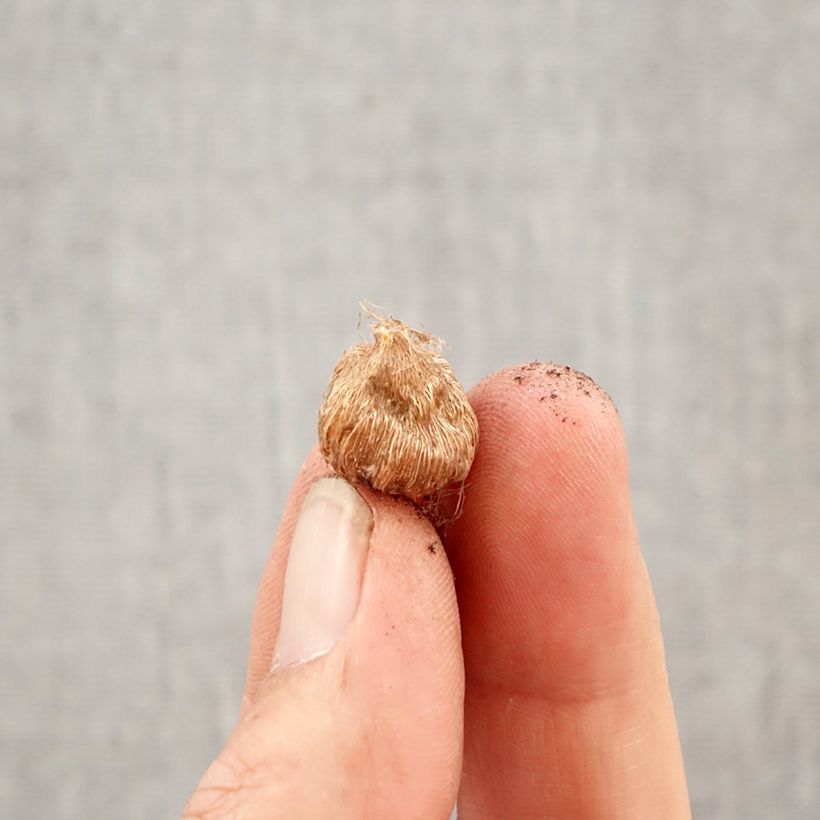 Spécimen de Ixia Hogarth - Lis des Blés Bulbe calibre 5+ tel que livré au printemps