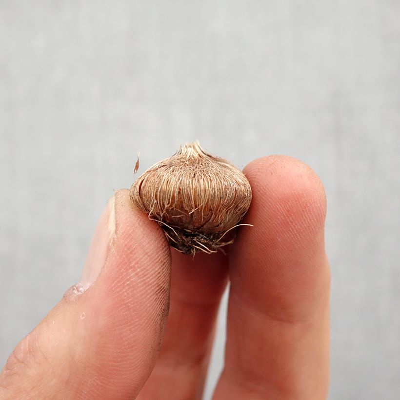 Spécimen de Ixia Mabel - Lis des Blés Bulbe calibre 5+ tel que livré au printemps