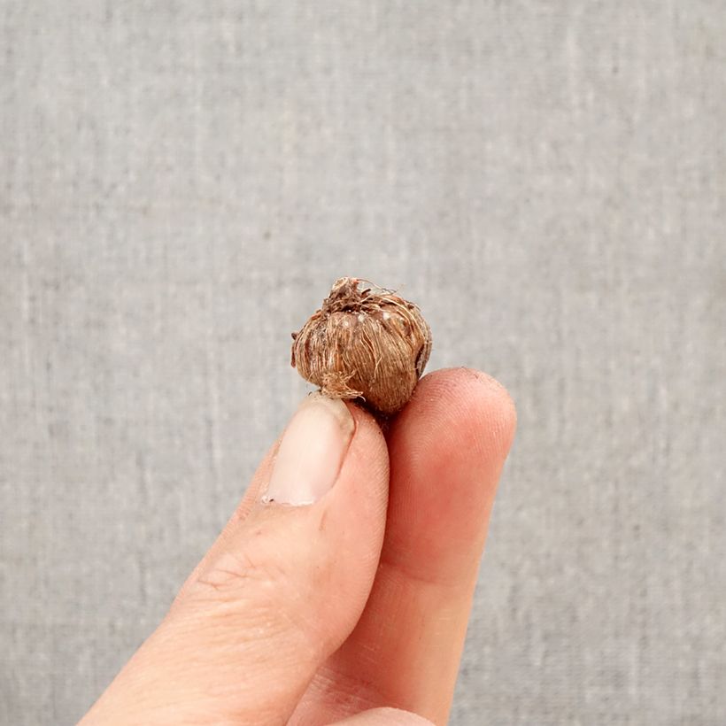 Spécimen de Ixia paniculata Eos - Lis des blés Bulbe calibre 5+ tel que livré au printemps