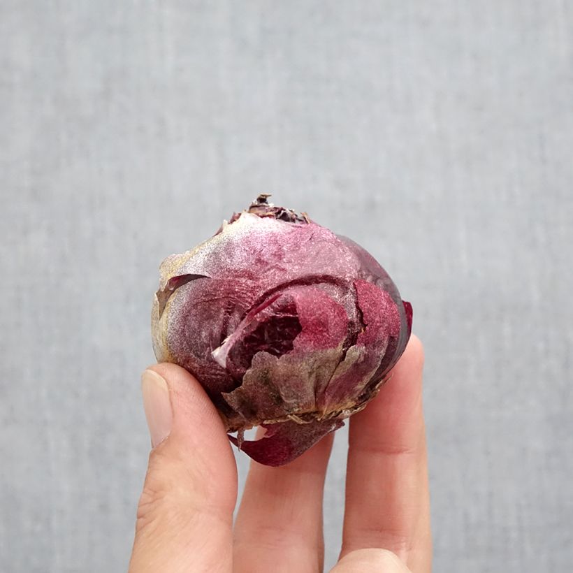 Spécimen de Jacinthe Delft Blue Bulbe calibre 19+ tel que livré en automne