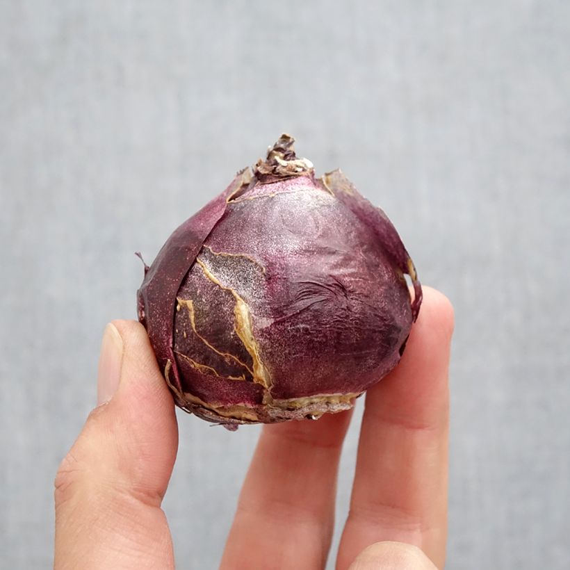 Spécimen de Jacinthe Fondant Bulbe calibre 19+ tel que livré en automne