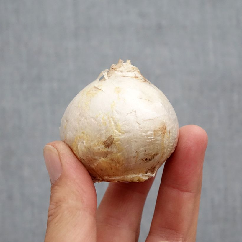 Spécimen de Jacinthe Gipsy Princess Bulbe calibre 18+ tel que livré en automne