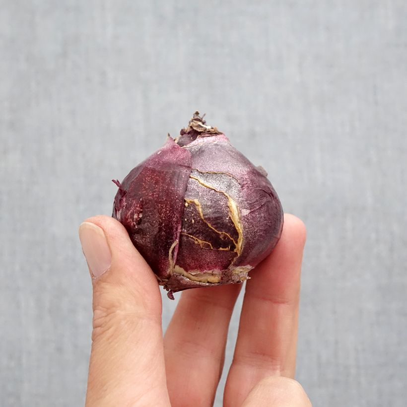 Spécimen de Jacinthe Jan Bos Bulbe calibre 19+ tel que livré en automne