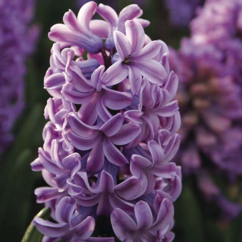 Jacinthe Splendid Cornélia (Floraison)