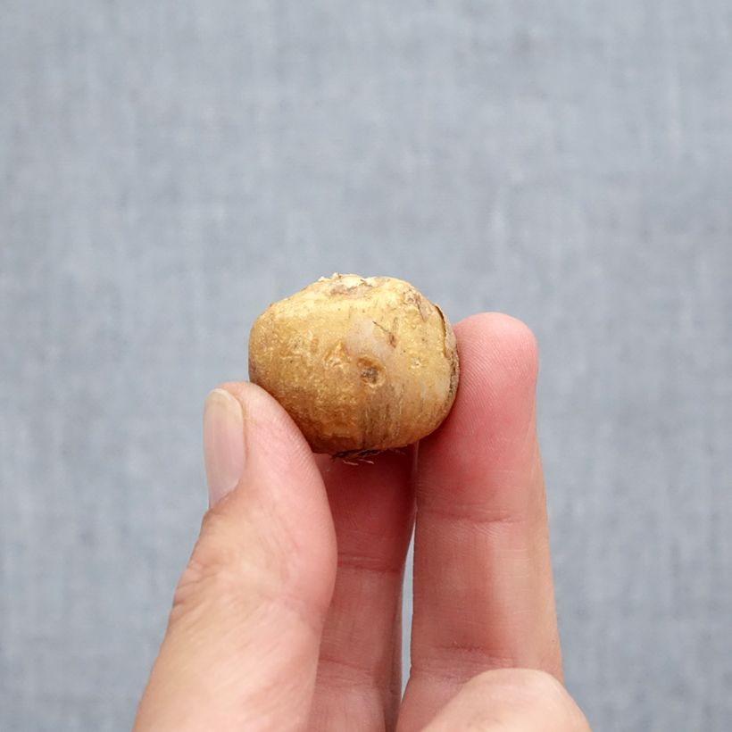 Spécimen de Jacinthes d'Espagne en mélange - Hyacinthoides hispanica  Bulbe calibre 10+ tel que livré en automne