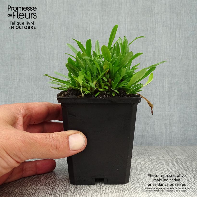 Spécimen de Jasione laevis Blaulicht - Jasione lisse Godet de 8/9 cm tel que livré en automne