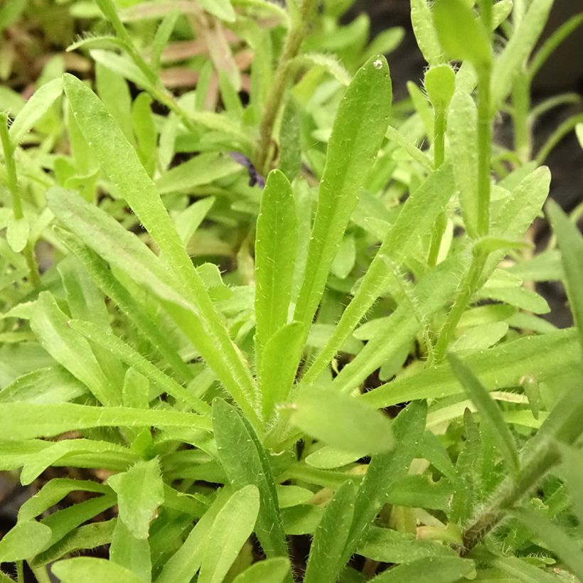 Jasione laevis Blaulicht - Jasione lisse (Feuillage)