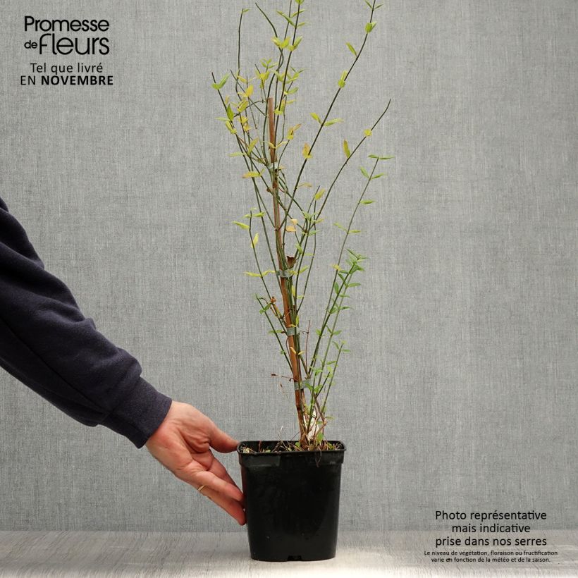 Spécimen de Jasmin beesianum Pot de 2L/3L tel que livré en automne