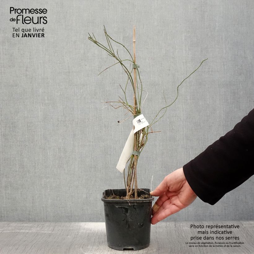 Spécimen de Jasmin beesianum Pot de 2L/3L tel que livré en hiver