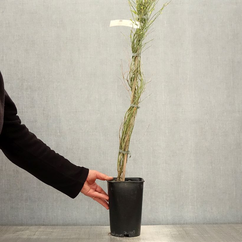 Spécimen de Jasmin beesianum Pot de 2L/3L tel que livré au printemps