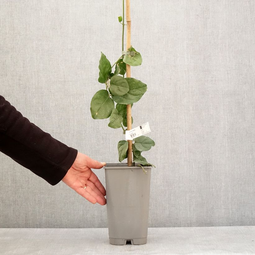 Spécimen de Jasmin d'Arabie - Jasminum sambac Pot de 2L/3L tel que livré en hiver