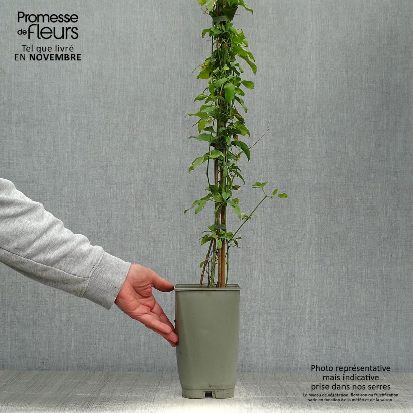 Spécimen de Jasmin des Açores - Jasminum azoricum Pot de 2L/3L tel que livré en automne