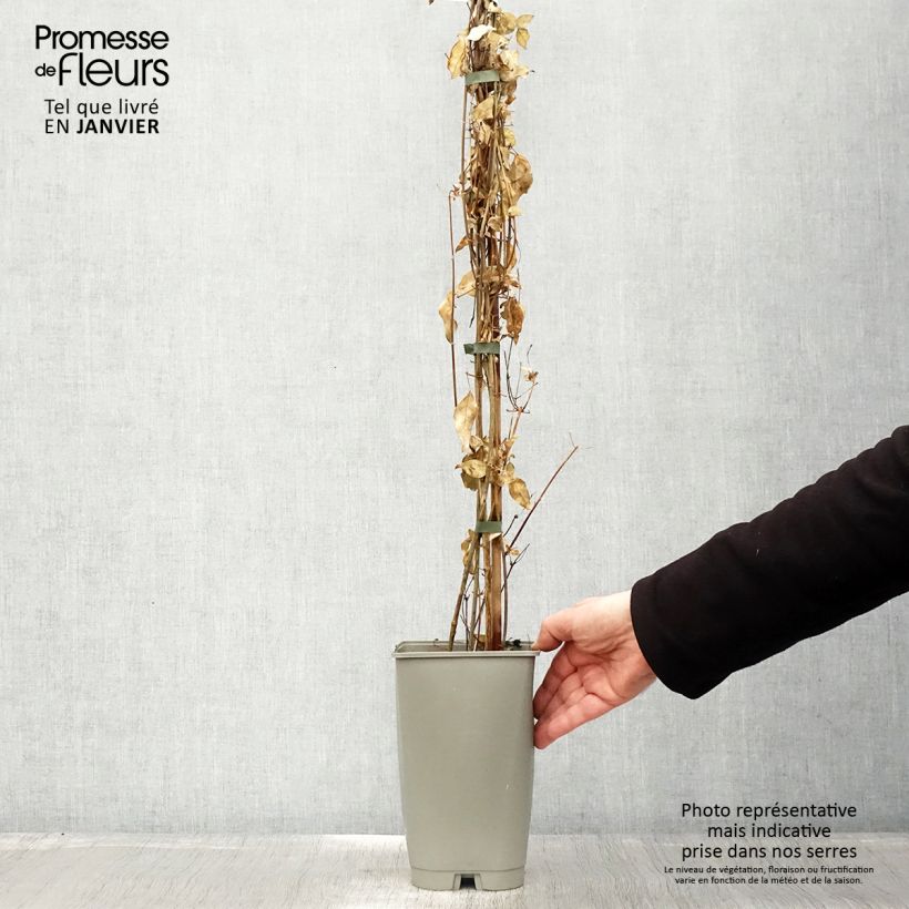 Spécimen de Jasmin des Açores - Jasminum azoricum Pot de 2L/3L tel que livré en hiver