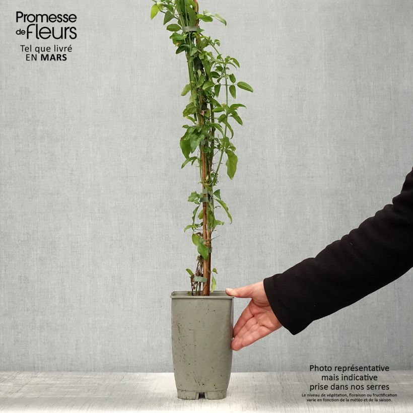 Spécimen de Jasmin des Açores - Jasminum azoricum Pot de 2L/3L tel que livré au printemps