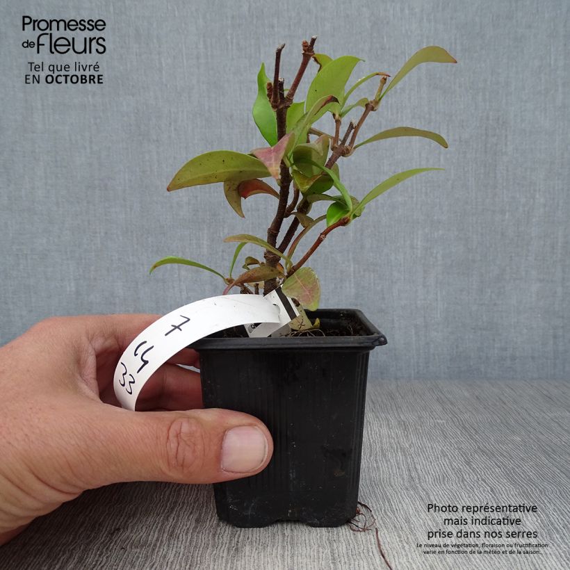 Spécimen de Jasmin étoilé - Trachelospermum jasminoides Godet de 8/9 cm tel que livré en automne