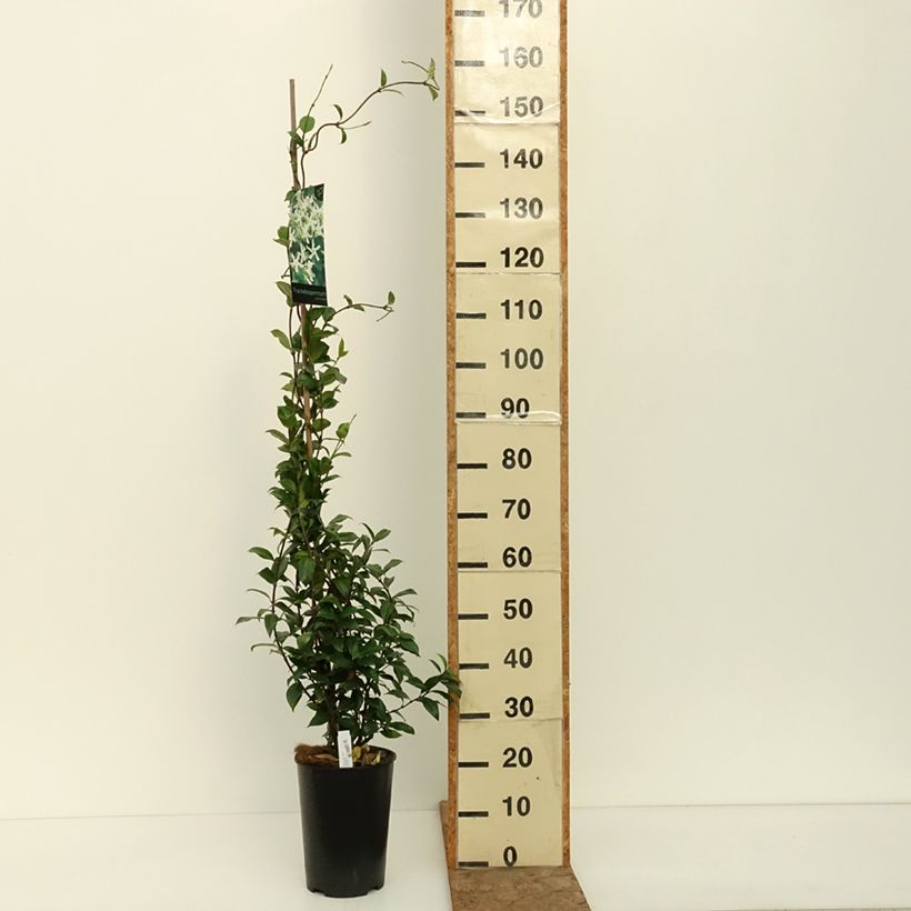 Spécimen de Jasmin étoilé - Trachelospermum jasminoides Pot de 4L/5L tel que livré en été