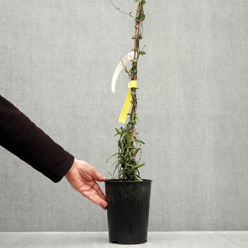 Spécimen de Jasmin étoilé - Trachelospermum jasminoides Waterwheel Pot de 3L/4L tel que livré en automne