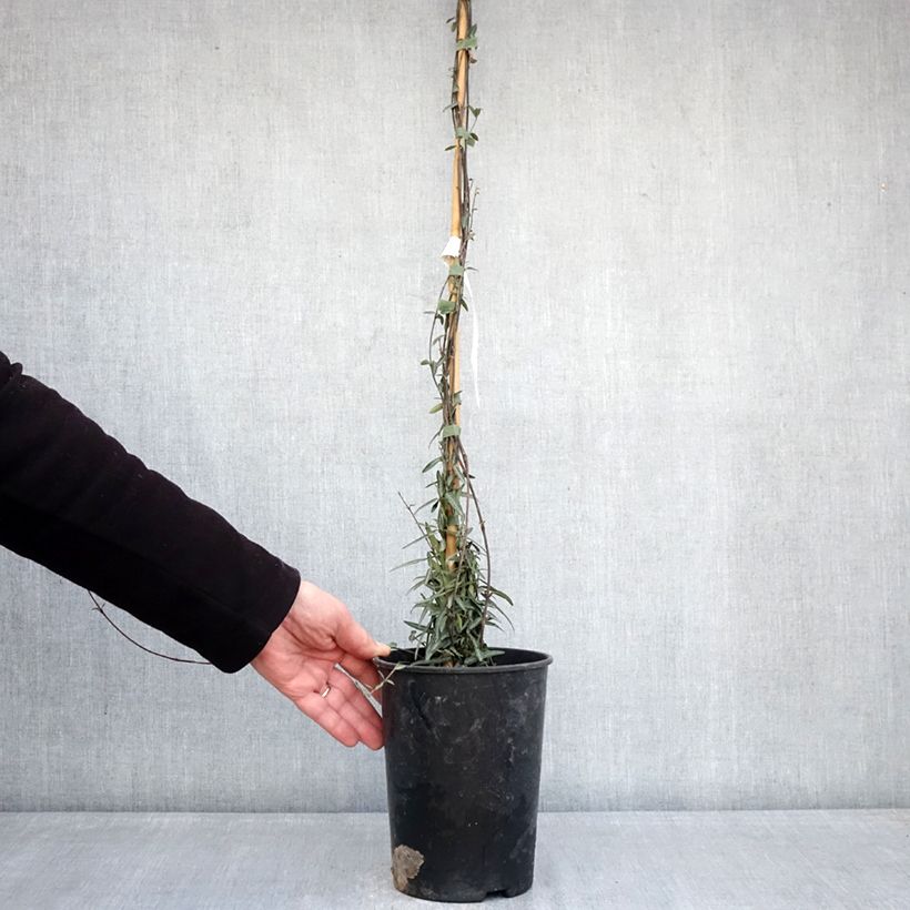 Spécimen de Jasmin étoilé - Trachelospermum jasminoides Waterwheel Pot de 3L/4L tel que livré en hiver