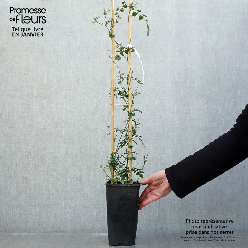 Spécimen de Jasmin - Jasminum polyanthum Pot de 2L/3L tel que livré en hiver