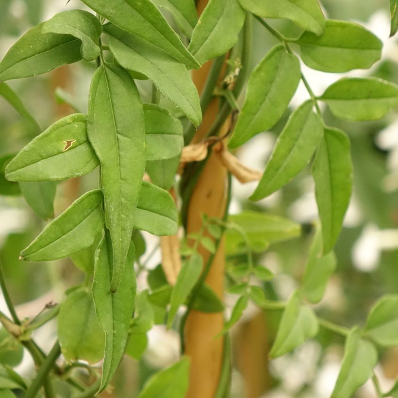 Jasmin - Jasminum polyanthum (Feuillage)
