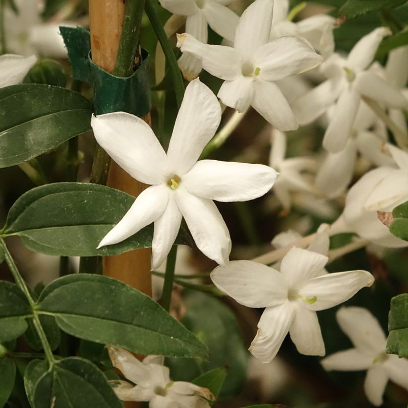 Jasmin - Jasminum polyanthum (Floraison)