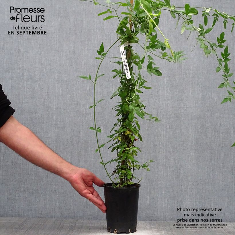 Spécimen de Jasmin - Jasminum stephanense Pot de 2L/3L tel que livré en automne