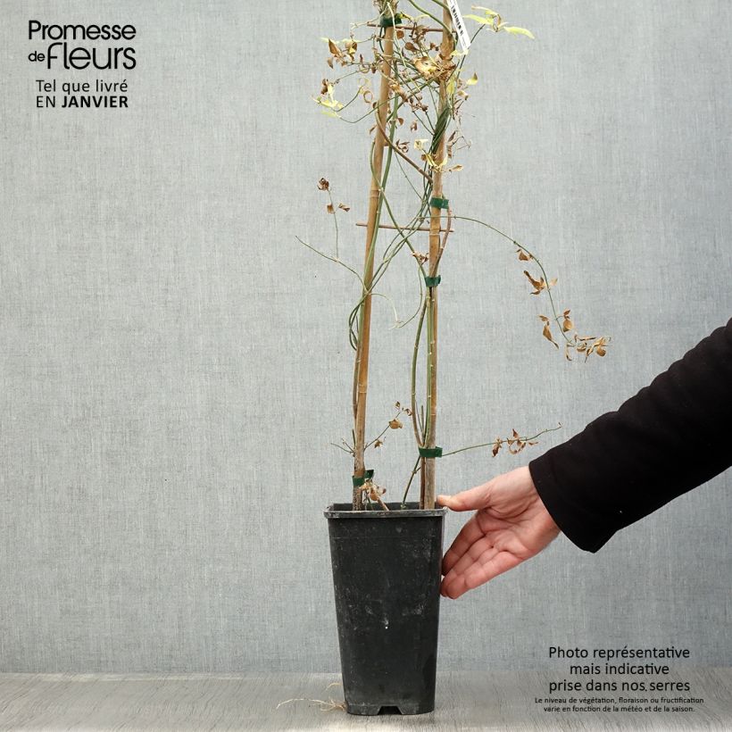 Spécimen de Jasmin - Jasminum stephanense Pot de 2L/3L tel que livré en hiver