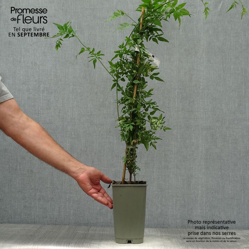 Spécimen de Jasmin officinal - Jasminum officinale Affinis Pot de 3L/4L tel que livré en automne
