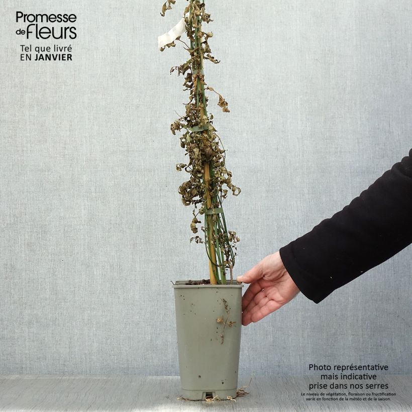 Spécimen de Jasmin officinal - Jasminum officinale Affinis Pot de 3L/4L tel que livré en hiver