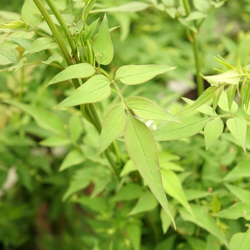 Jasmin officinal - Jasminum officinale Affinis (Feuillage)