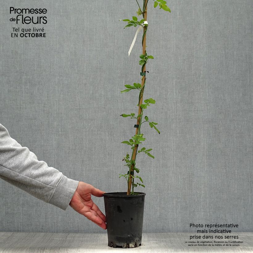 Spécimen de Jasmin officinal - Jasminum officinale Pot de 2L/3L tel que livré en automne