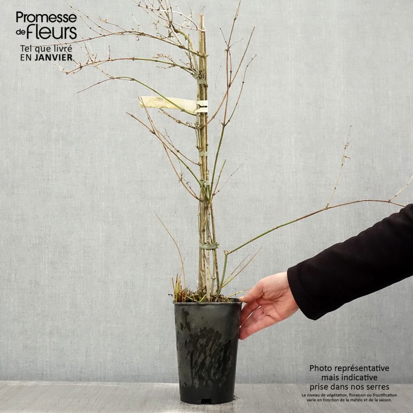 Spécimen de Jasmin officinal - Jasminum officinale Pot de 2L/3L tel que livré en hiver