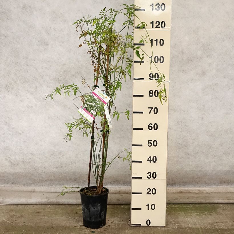 Spécimen de Jasmin officinal - Jasminum officinale Pot de 4L/5L tel que livré en automne