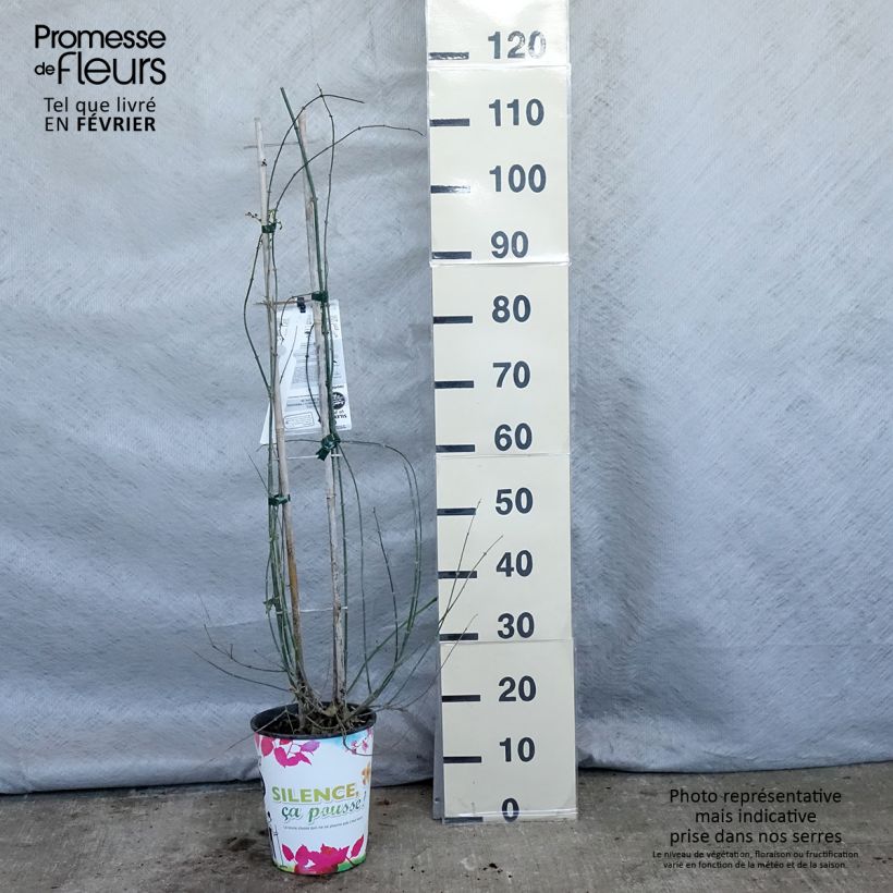 Spécimen de Jasmin officinal - Jasminum officinale Pot de 4L/5L tel que livré en hiver