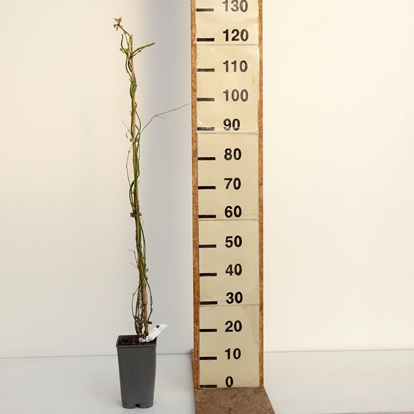 Spécimen de Jasmin officinal - Jasminum officinale Sunbeam Pot de 3L/4L tel que livré en hiver