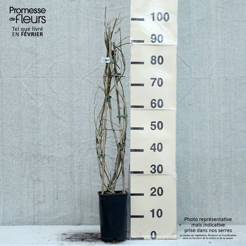 Spécimen de Jasmin primevère - Jasminum mesnyi Pot de 2L/3L tel que livré en hiver