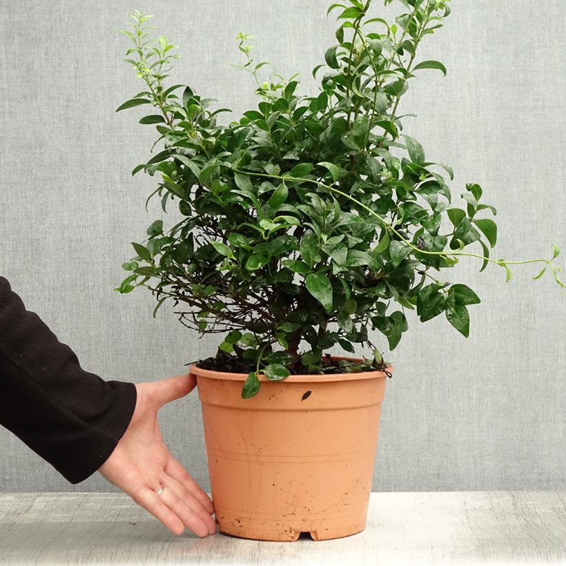 Spécimen de Jasmin sauvage étoilé - Jasminum multipartitum Pot de 2L/3L tel que livré en automne