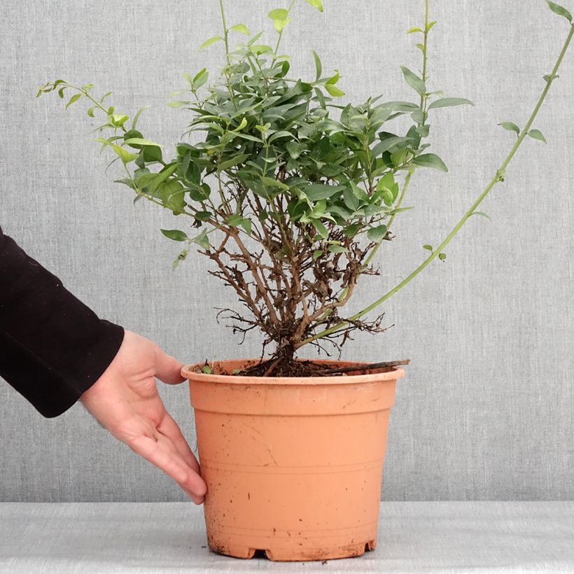 Spécimen de Jasmin sauvage étoilé - Jasminum multipartitum Pot de 2L/3L tel que livré en hiver