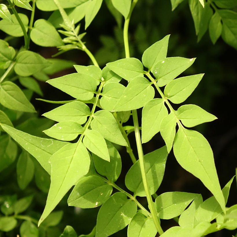 Jasminum officinale Clotted Cream - Jasmin parfumé (Feuillage)