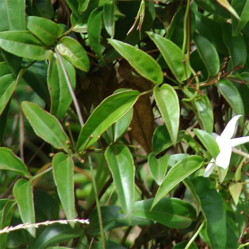 Jasminum polyanthum (Floração)