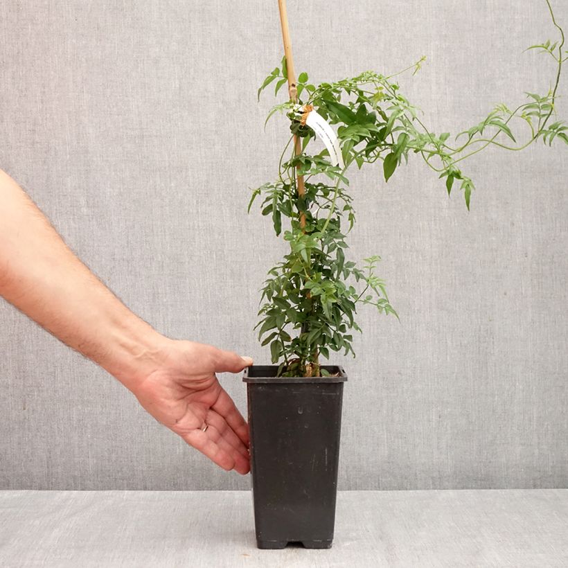 Spécimen de Jasminum Starry Night - Jasmin hybride  Pot de 1,5L/2L tel que livré en automne