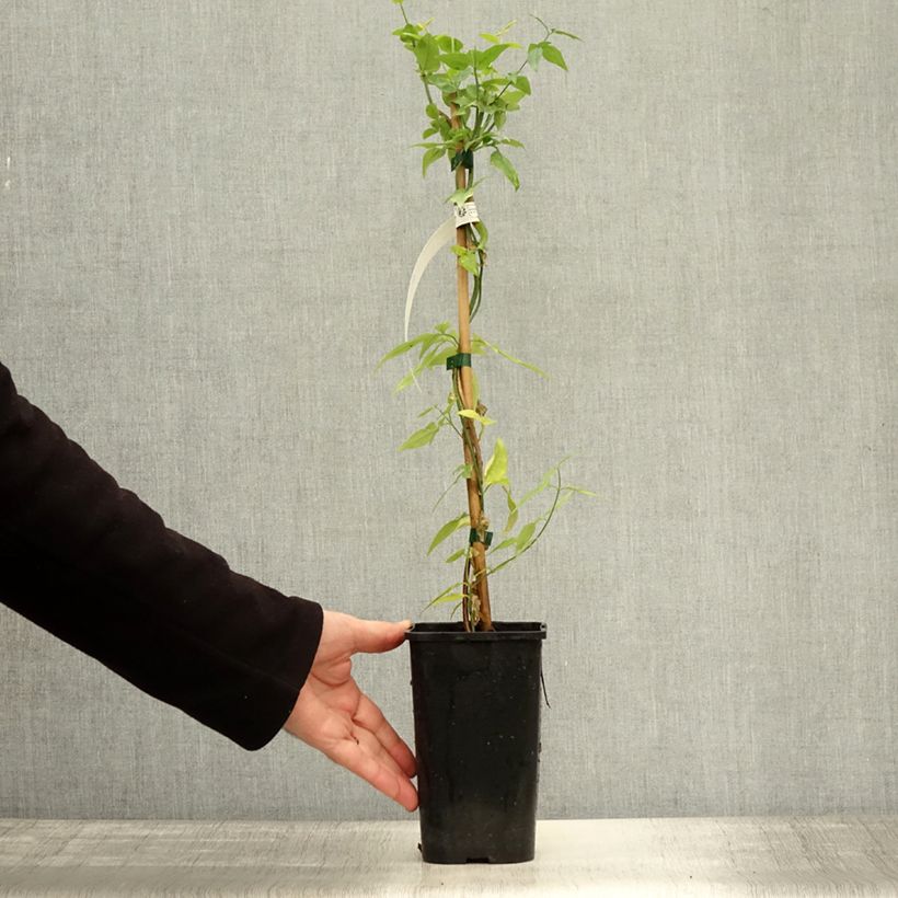 Spécimen de Jasminum Starry Summer Scent - Jasmin hybride Pot de 1,5L/2L tel que livré en automne