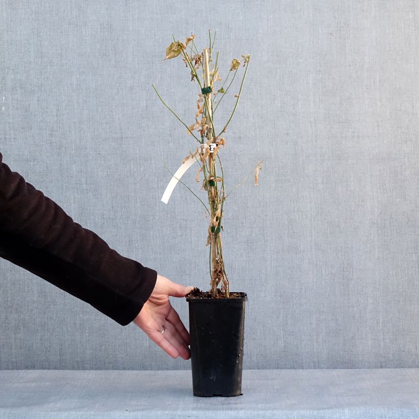 Spécimen de Jasminum Starry Summer Scent - Jasmin hybride Pot de 1,5L/2L tel que livré en hiver