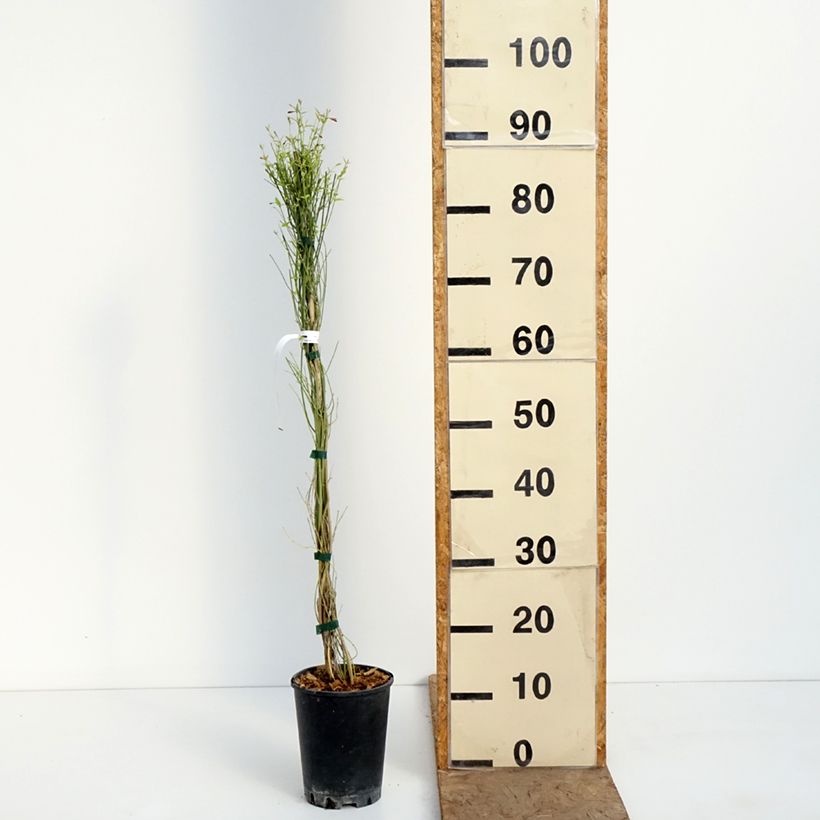 Spécimen de Jasminum Starry Summer Scent - Jasmin hybride Pot de 1,5L/2L tel que livré au printemps