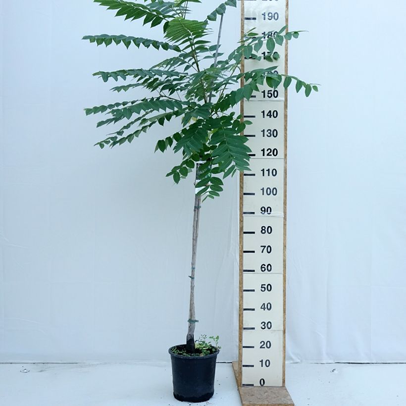 Spécimen de Juglans nigra - Noyer noir Pot de 7,5L/10L tel que livré en été
